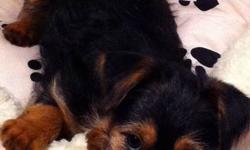 13-week old male Morkie;
Black & tan coloured;
Has had first 2 shots & 2 dewormings;
Has been microchipped;
