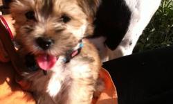 Morkie puppy for adoption.
Male 5 months old.
Cash only please.
Has first, second and third shots, written health guarantee and potty trained.
He's a beautiful and lovable puppy with a heart of gold. I am re-homing due to an illness in my family.
Email