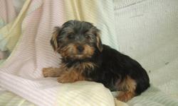 We have several adorable Morkie pups that are ready to go. They've been vet checked, dewormed, vaccinated and come with a one year health guarantee. This is an intelligent, non-shedding and minimal barking breed. They are also considered to be a