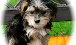 Available  To Come Home To YOU on Oct. 04, 2011 at 10 Weeks of Age
Beautiful Morkie Babies (will be 6-9 pounds as adults)
Non shedding and Hypoallergenic
First Shots and Dewormed
Crate Training Underway
Micro-chipped with Lifetime Registration
Veterinary