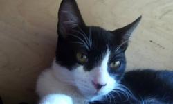 Mr.Whiskers is a male tuxeto cat. He is going to be getting neutered on the 25th (its a must). Mr.Whiskers has bright golden eyes. He is in a foster home with a dog and adjusted very quickly. He loves to be around people. He is an indoor and outdoor cat.