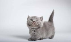 two Standard Munchkin kittens available, one of them folded ears.
The price $700 (Cream colour boy) and Napoleon Munchkin $1000 (Silver shaded) folded ears female. (kitten will be ready on January)
We have retired females Blue Mink Torty Folded ears 4