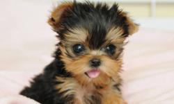Doll Faced teacup Yorkie girl.
She is the smallest yorkie we have ever had!
She is charted to be 1.8-2lbs fully grown.
She is perfect in every way, beautiful silky coat, sweet doll face with big eyes and small button nose.
Her expected weight is carefully