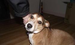 The lady that owned hTHEm both has passed away and her daughter cant keep them .there is no room..Need Homes or Going to SPCA TOMORROW!!
First Picture Is Beagle....EllieMay..Female/5yearsolds
Tippy In the Second Picture.// Female about 3 years old
Both