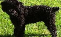 Charlie is waiting for his forever home, he is 2 1/2 years, miniature black poodle, Neutered and tattooed. I'm needing a home where i'll get lots of attention and love:)
I love children and other animals, I need a new home because my owners are gone lots