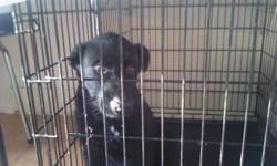 Bear is a greyhound irish wolfhound cross. He is a male. I would love to keep him but I am moving to an apartment and I can't have dogs there he is house train and also kennel train. He comes when he is called. He asks to go outside if u have him in the