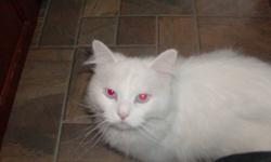 ai'm looking for a home for my amazing ragdoll neutered cat. We rescued him about 4 years ago close to death. but with our growing family and him not getting along with our other two cats we need to find him a new forever home. he needs a family that does