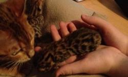 Four beautiful Bengal kittens, born on Dec 30.  Two girls and two boys all spotted.  Showing beautiful patterns at birth. 
 
These cats are amazing.  You get the look of a wild cat in a gentle, loving, playful pet.  They are very intelligent and make