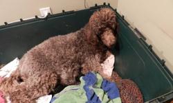 Purebred Standard poodle puppies born on January 2nd. Both parents are AKC & CKC, this will be our last litter. Puppies will be be raised in family environment with children, cat and other dogs. All puppies come with micro-chip, dewormed, vaccinations,