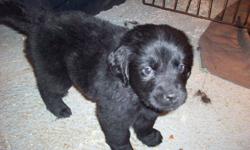 For sale 2 newfoundland dog puppies,2 females.Born november 18 2011.puppies have been vet checked and have had thier first shots.Parents on site for viewing.Pups are ready to go to thier new homes.please call (709)834-0057 or 709 728-0212for further