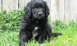 Gorgeous Newfoundland x golden retriever puppies, now ready to go! They are 8 weeks old, born on November 26, 2011. There are 3 males and 4 females currently available. We are welcoming visits to our home by appointment between 9am-9pm daily.
 
Our