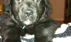 4 Male Puppies Left, Father is a Newfoundlander and Mother is a Golden Retriever.
 
8 weeks old!
 
Ready to go now! They have their first set of shots and dewormed and vet checked. They are Big happy healthy pups.
 
Very very well socialized. Would make a