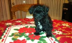 NON SHEDDING Bichon/Poodle male puppy
 
 Non-shedding Bichon / Poodle puppy- only one male available born, October 9, 2011!! Super friendly and playful, he is wonderful family dog as he is great with children of all ages. Parents are in excellent health