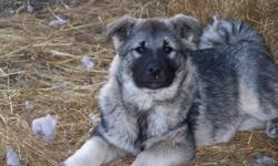 Norwegian Elkhound puppies: ONLY - 2 females left. These adorable puppies are friendly, playful and will grow to be medium size dogs (like a husky). They are family dogs and are great with children. They enjoy being outdoors and have been vet checked.
