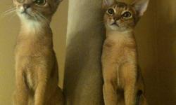 Beautiful, PUREBRED Abyssinian kittens. Registered.  No hybrid lines. Ruddy.  Contract and health check. Initial vaccine, dewormed. Grand Champion and National Winning lines.  Visitation by appointment.  Richmond Hill and Brampton.
 
Our cats and kittens