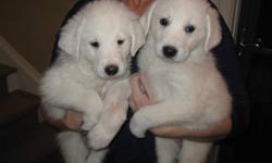 Father is a Smooth Coat Maremma/Kuvas..Approx 120lbs. 
Mother is Great Pyreneese...Approx 70lbs.  (3rd Pic)
Boys and Girls Available:) (2 Girls and 7 boys remaining)
We live on an acerage and have small children.  These are wonderful protection breeds and
