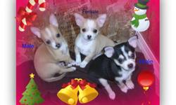 shorthair Chihuahua,been at the vet received a clean bill of health,they are very active,friendly,and playful little one,love to cuddle with,on the couch,would make a wonderful addition to your family,Doing excellent on pee-pad,Come with first