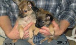 I have 3 VERY cute Papillon X Chihuahua pups that are ready to go to their new homes now, and I'm coming to Red Deer this Thursday - Dec. 22 so will deliver for free then!
Please see ad under Edmonton Kijiji # 339154886  for a write-ups of each pup & more