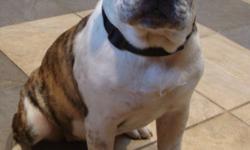 Rolling Acres Kennels and Aviaries has one female Olde English Bulldogge available for adoption. Price is firm.
Jersey is 20 weeks old. Currently she weighs 40 pounds, and will be approximately 60 pounds fully grown. She is crate trained, (clean in her