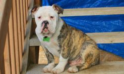 we have a regsitered olde english bulldogge male pup , will be 100 pounds when full grown , big block head, lots of wrinkles, wide nostrils free breather, very healthy and lovable, he is a gorgeouse lemonbrindle, and white,  he comes from healthy reg
