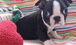 boston terrier babes are ready for lovin homes...
1 male available.... 3 months of age.
THESE PUPPIES HAVE BEEN AROUND CATS, KIDS AND OTHER DOGS & LOVE EVERYBODY. THEY ARE SWEET PUPS THAT LOVE TO PLAY AND
WATCH T.V... LOL. THEY HAVE BEEN TO THE VETS, THEY