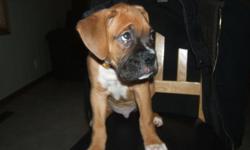 We have one fawn boxer puppy left.  He is now 3 months old and he is looking for his forever home.   He has had his first set of shots, dewormer, dew claws removed and tail docked.  He is full of spunk, great with kids, other dogs and cats.  We are asking