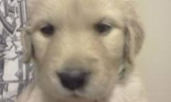 Cheyenne and Otis' Golden Retriever Puppies
1 Beautiful Female English Golden pup still available
(Maia)
 Puppies will Come vet checked Flea Treated and De-wormed 3 times
They will be on a return to buyer contract in case for whatever reason the new