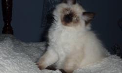 Purebred "Mink" sealpoint ragdoll
 
One boy left, he's the most affectionate in the whole litter.
Mother is "mink" bluepoint ragdoll, father is sealpoint ragdoll.
 
He needs to go to a good, loving home.....he's absolutely adorable!
He has mom's soft