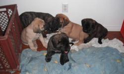 NEW PRICE again....ONLY ONE pure breed female english mastiff  brindle left...she is very big and strong puppy very beautiful...she was born dec.1..
she will also come with:
-first shots
-twice deworment
-vet checkt
IF YOU WANT CKC PAPERS FOR YOUR PUPPIES