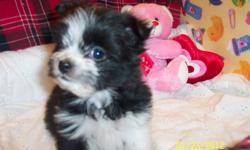 "FLASH" is lonely,now his sister has been adopted.
Tiny Pomeranian/Shih-Tzu male pup.
Born 29th November 2011.
Black with White points.
Looks like a tiny ruff coated Border Collie.
Vet.checked. Healthy.
1st vaccination and d-wormed.