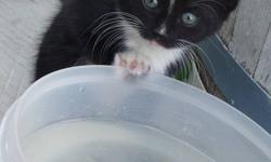 I have 2 kittens left! They are litter trained, and indoor/outdoor cats. They have already started hunting mice too! These little girls are litter trained and are very friendly and happy kittens.
They have been dewormed once, and are completely on solid