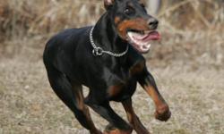 Hilltophaven Reg?d Dobermans is proud to announce their planned litter of 100% European Dobermann puppies for January 2012!!!  Sired by European import, International Champion Petar Pan di Altobello out of Anastasia Mia Kaiser, a daughter of Multi