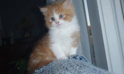 Oliver is an orange and white long-haired male kitten.
His mom is a himilayan, so he is very soft and fluffy.
He has a ringed tail and mostly white legs and belly
Happy, playful, lots of personality and fun! Likes to snuggle
Raised with kids, cats, and a