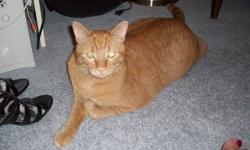 Free to a good, one male orange tabby. Neutered, however, not declawed. He's very playful and loves attention. Would do well with the company of another cat.