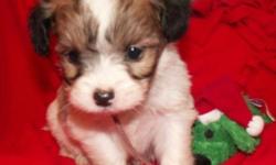 I have a unique litter of Papillon X Shih Tzu puppies, born Oct. 17th, that will be ready to go to your homes in December. Mom is a Shih Tzu, daddy is a Papillon.
 
These puppies will be under 10 lbs. full grown, and tend to be non shedding.
 
Colors are