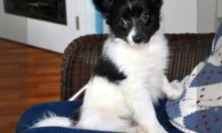 SALE IS PENDING
 BEBE is a beautiful black and white male papillon.  At five months old he has a long soft coat and his ears are erect.  He is very friendly and would do well with children or another dog. He should mature to about 10 pounds.
Shots and