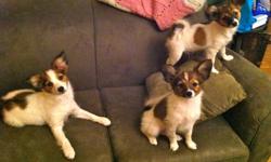 I have 2 male papillons pups, who need a good home ASAP. They are healthy. home-raised, socialized and all their shots are up to date. They are smart easy to train, minimal shedding and are perfect for apartment living. They're not shy and they love to