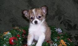 The mom is a beautiful tri color Papillon and the dad is long coat Chihuahua.  There are two females and one male in the litter.
Papillons are know as the butterfly dog because of their beautiful face and ears. Both the parents and puppies have a very