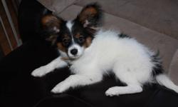 3.5 month old Papillon cross pom puppy seeking forever home. Very smart and loving. He has his 1st and 2nd shots and de-wormed.
for more info call Steph at 778-478-6338 or email.