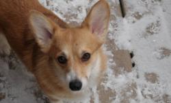 I am looking to place two beautiful Pembroke Welsh Corgis.  The male is a CKC champion and is very gentle and mellow in nature.  He is a very wonderful dog.  The female is very beautiful but only enjoys the company of her mate. She loves all people but is