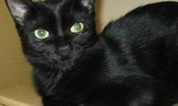 Unfortunately one of Action Volunteers for Animals' very young cats was recently diagnosed with Feline Leukemia.  Onyx had once been returned by an adopter with the excuse that she was just "too active".  Currently with our overcrowded foster home