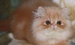 Available and ready to go 
   From Registered Breeder:
The price depend quality and blood line,
            As a pet or with full right    
CPC Persian, two vaccination done
Red  Tabby girl as a pet $600,
Pure breed Himalayan kittens:
 two vaccinations