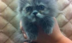 Persian kitten (female) - $599.99
Hymalayan x siamese kittens (male & female) - $399.99
Vet checked
Microchiped
