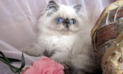 Gorgeous Himalayans, Persians and Exotics short hair kittens in RARE Solid Chocolate, Solid Lilac, Solid Blue, Solid Black, Color points and other colors!! Purebred, registered with CFA, CCA.
Kittens are de-wormed and trained to any cat's food (soft/dry),