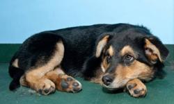 "PINKY TUSCADERO" is approx. 3.5 month female Rotti/Shepherd X puppy. Found as a stray. Very sweet, super with other dogs/cats.
Please visit us on PETFINDER or FACEBOOK
http://www.facebook.com/pages/Manitoba-Great-Pyrenees-Rescue/115509845164189?ref=ts