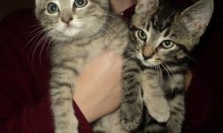 We rescued these two kittens and now they need a loving home. We preferred them to not be seperated since they are brother and sister. Grey kitten is female and dark kitten is male. They are both litter trained.