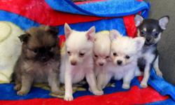 I have 5 (Pomeranian-chihuahua) MALES. Come with vaccinations and vet papers.Well socialized.  :) Will deliver to Calgary on Saturday!