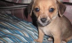 Cuddly, playful, male pomchi pup for sale. He has been raised in my home underfoot, he comes with first shot, vet check, deworming, and lots of socialization!  Mom is a Pomeranian, Dad is an apple-head chihuahua. Mom is on site. He is being pee pad