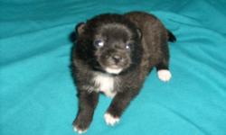 Two girls, one boy - Mom is 3/4 pom and dad is full pom so I guess they are 7/8th's pom pups. All are black with a touch of white as Dad is a chocolate and white party pom and Mom is pictured. Vet checked and 1st shots done. Sorry need updated pics -