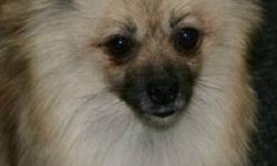 Fallon is a Cream sable Pomeranian Registered, spayed, tattooed up to date on vaccinations and de-wormed, house and kennel trained, Well Socialized....and needs loving home!!!! call 780-292-3201
